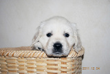 welpen-9.jpg