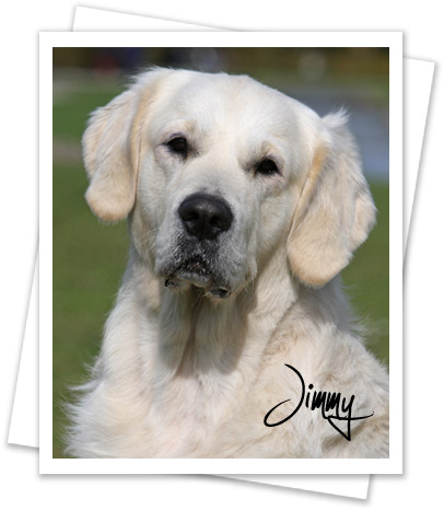 Golden Retriever Jimmy