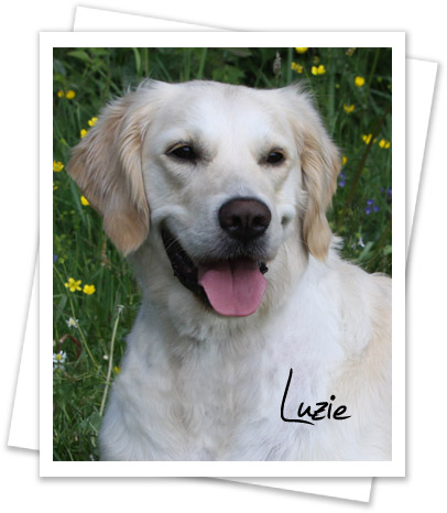 Golden Retriever Luzie