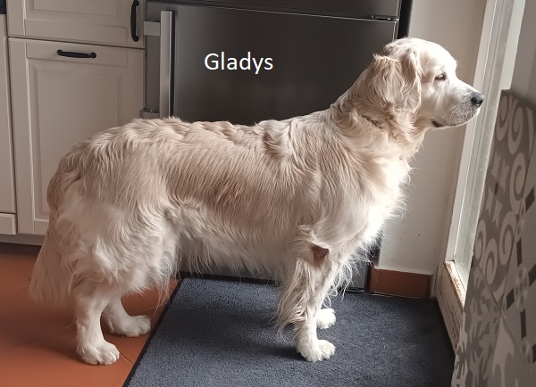 Golden Retriever Gladys