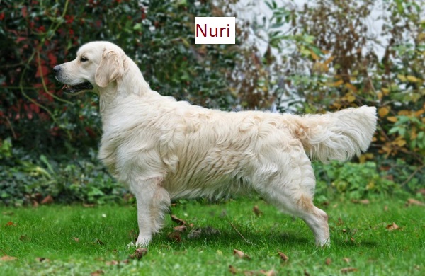 Golden Retriever Nuri